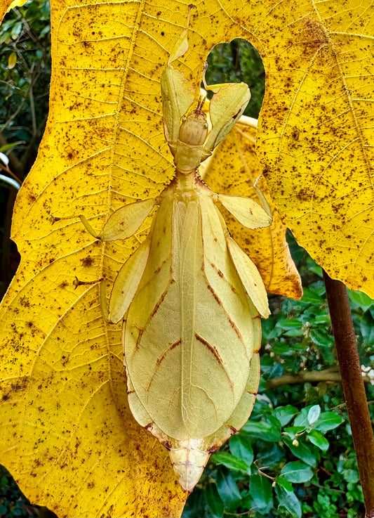 Phyllium letiranti "Tataba" Nymphs