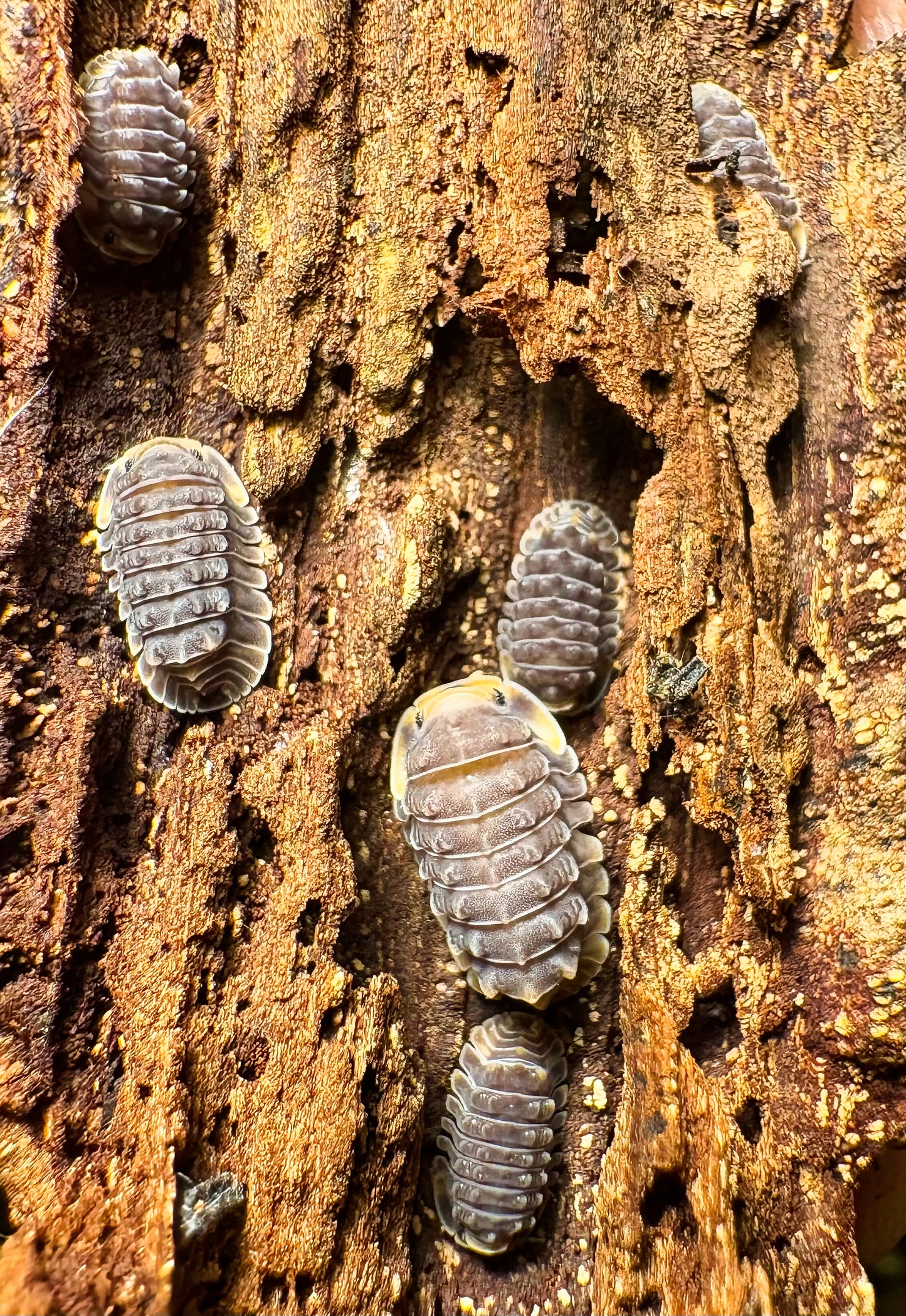 Isopoda sp "Shiny Gator"