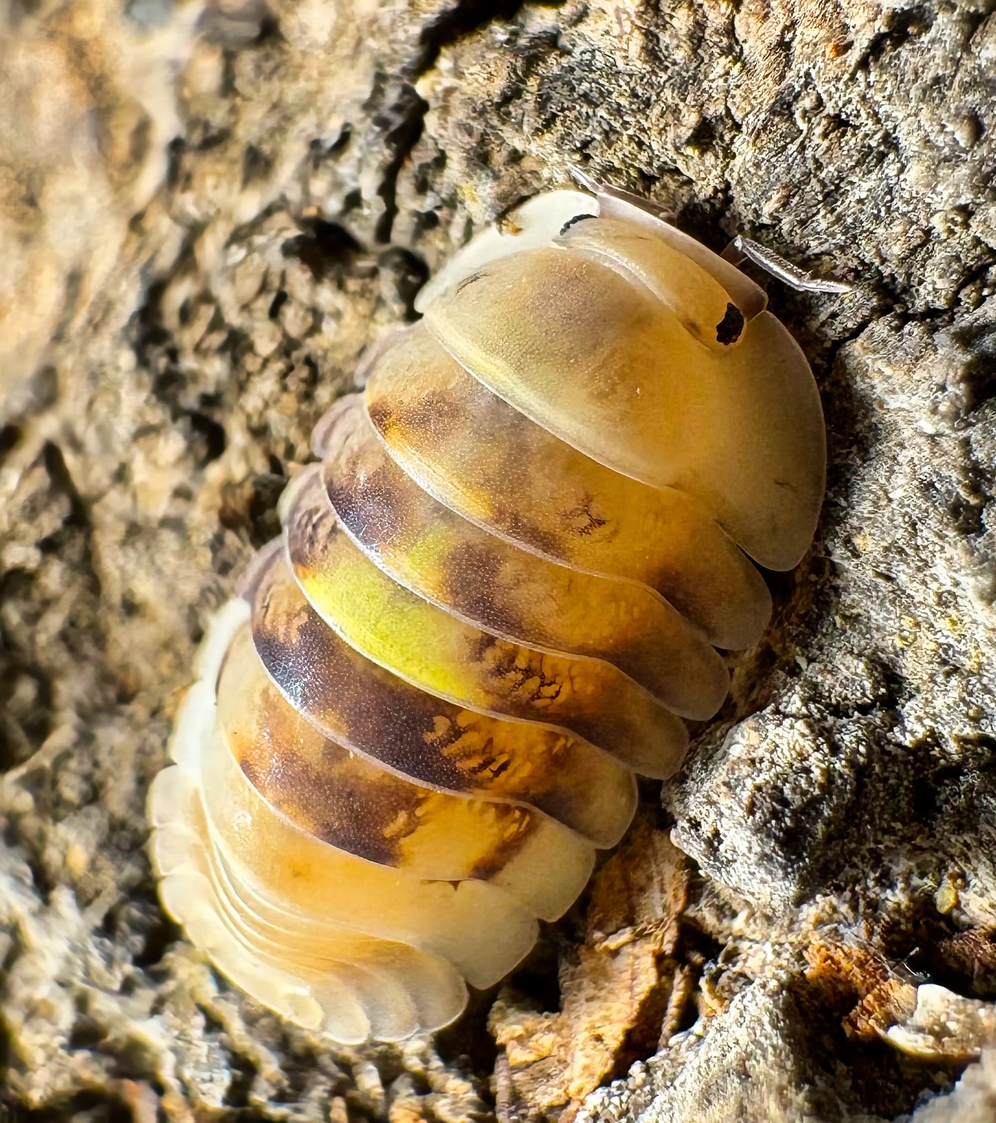 Cubaris sp "Amber Firefly LCF"