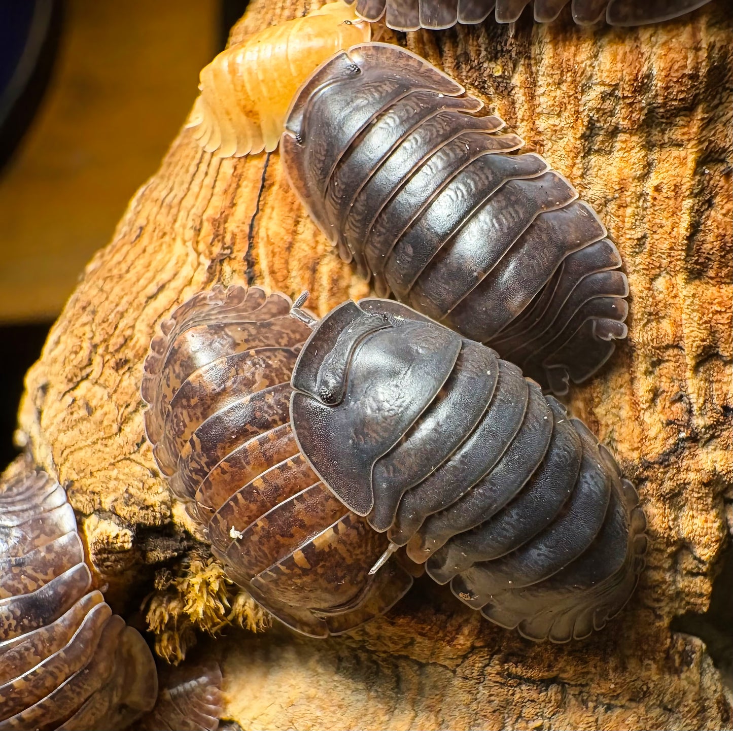 Filipinodillo sp "Giant Banahao"
