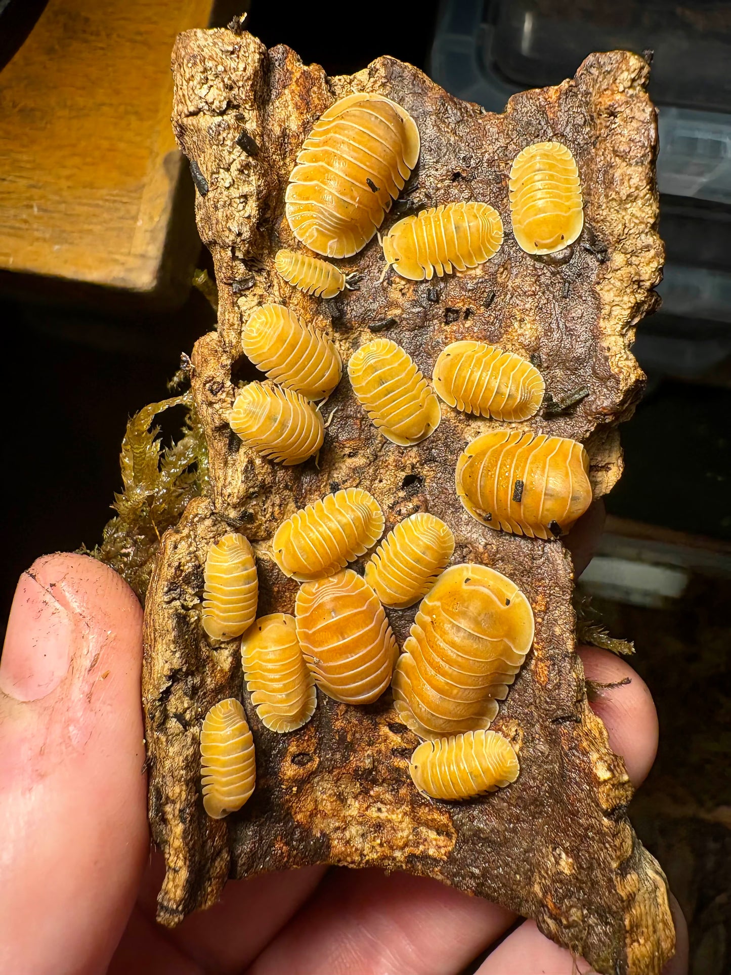 Cubaris sp "Crabby"