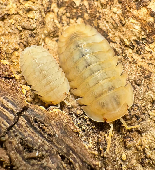 Cubaris sp "Red Edge Peach"