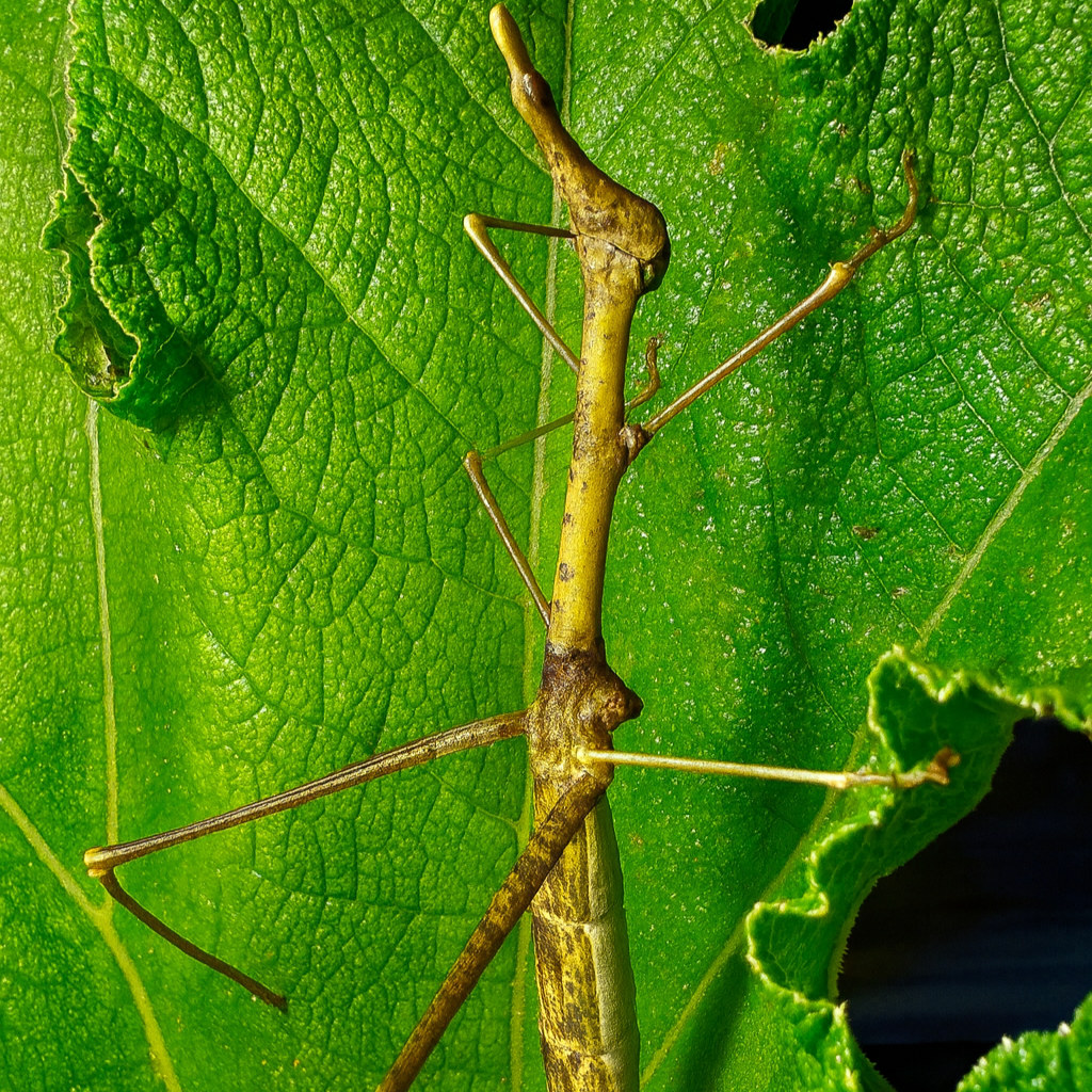 Horsehead Grasshopper Nymphs
