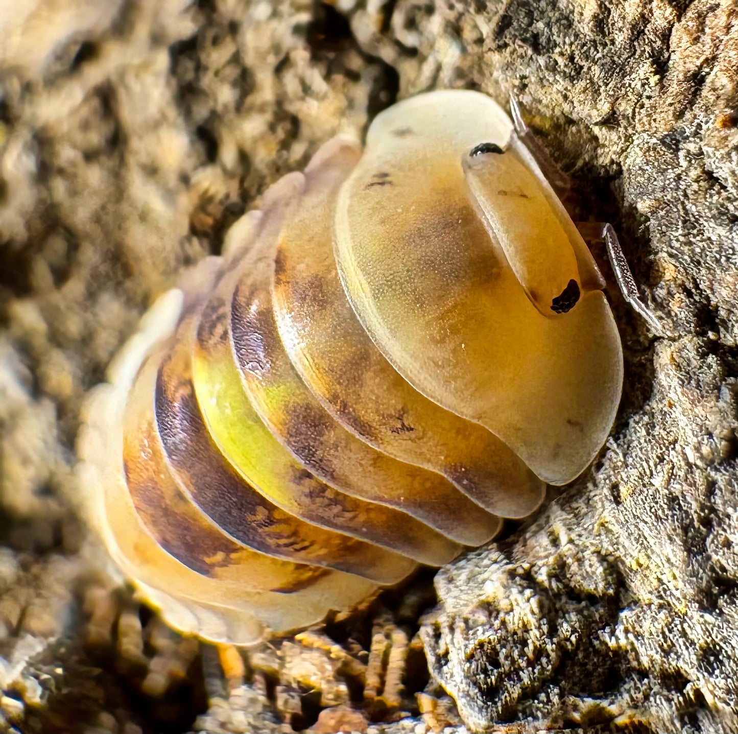 Cubaris sp "Amber Firefly LCF"