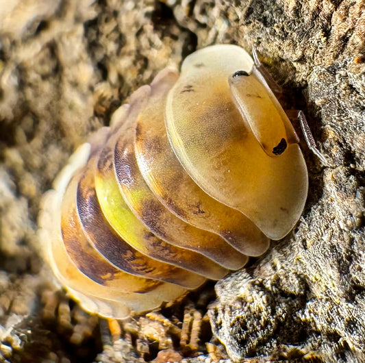 Cubaris sp "Amber Firefly LCF"