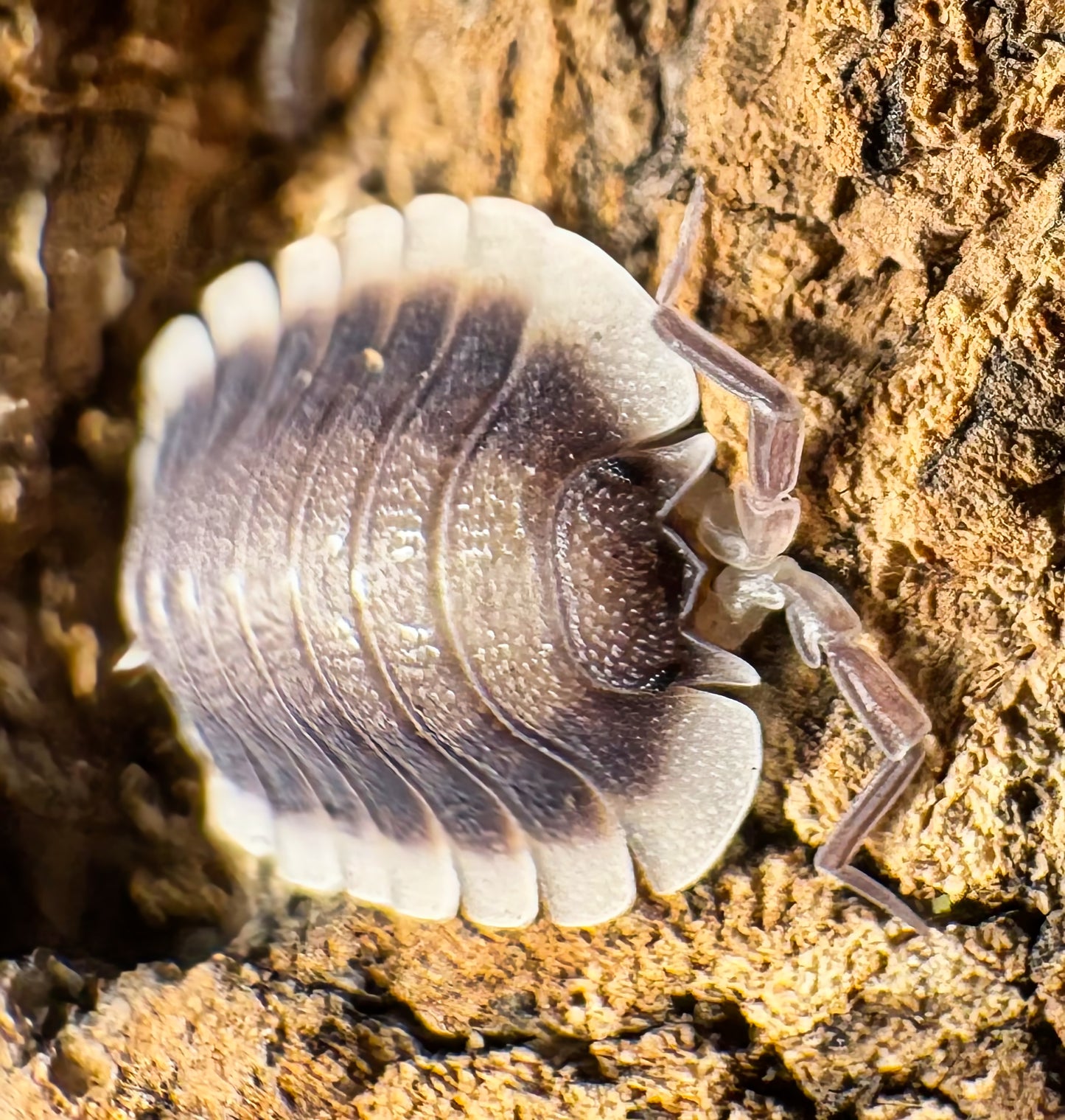 Porcellio werneri