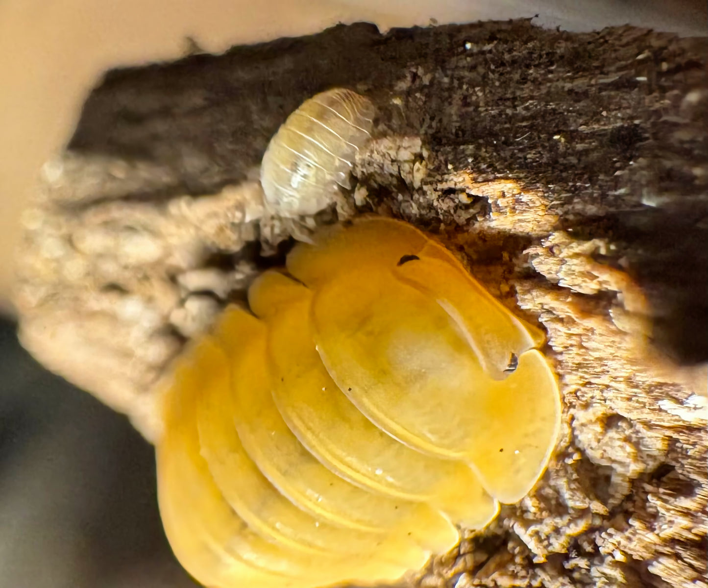 Cubaris sp "Orange Freezy"