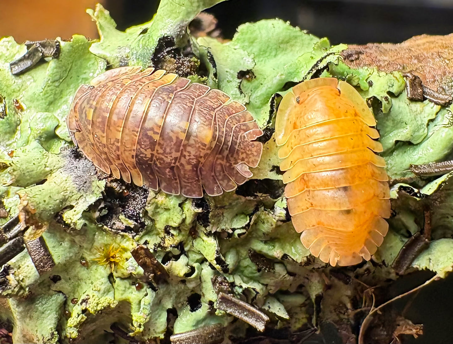 Filipinodillo sp "Giant Banahao"