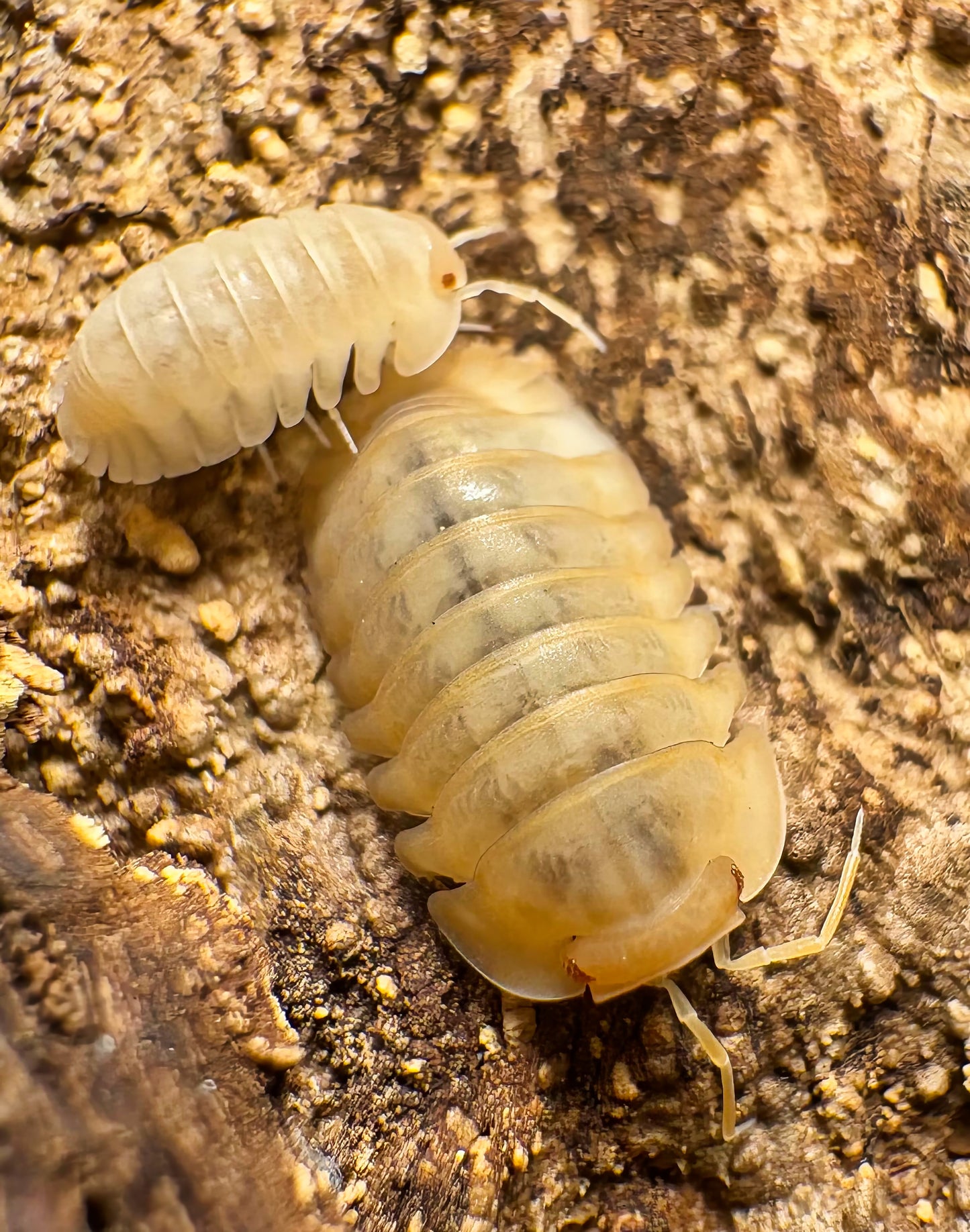 Cubaris sp "Red Edge Peach"
