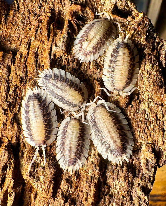 Porcellio werneri "Silverback"