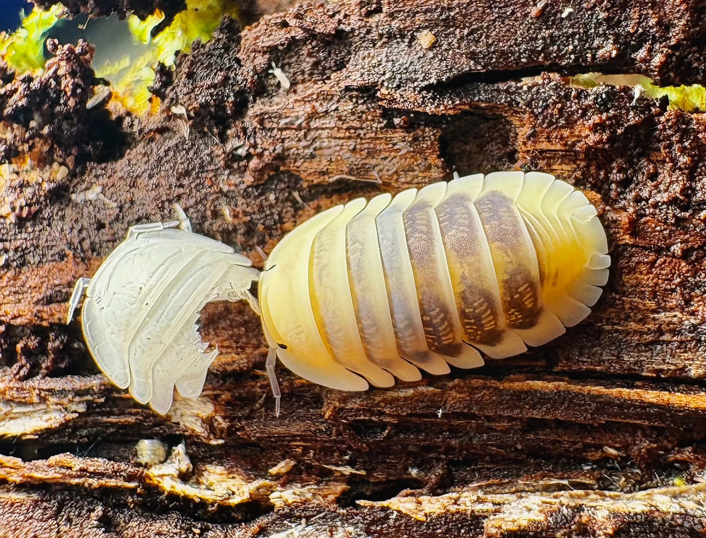Cubaris sp "Jupiter"