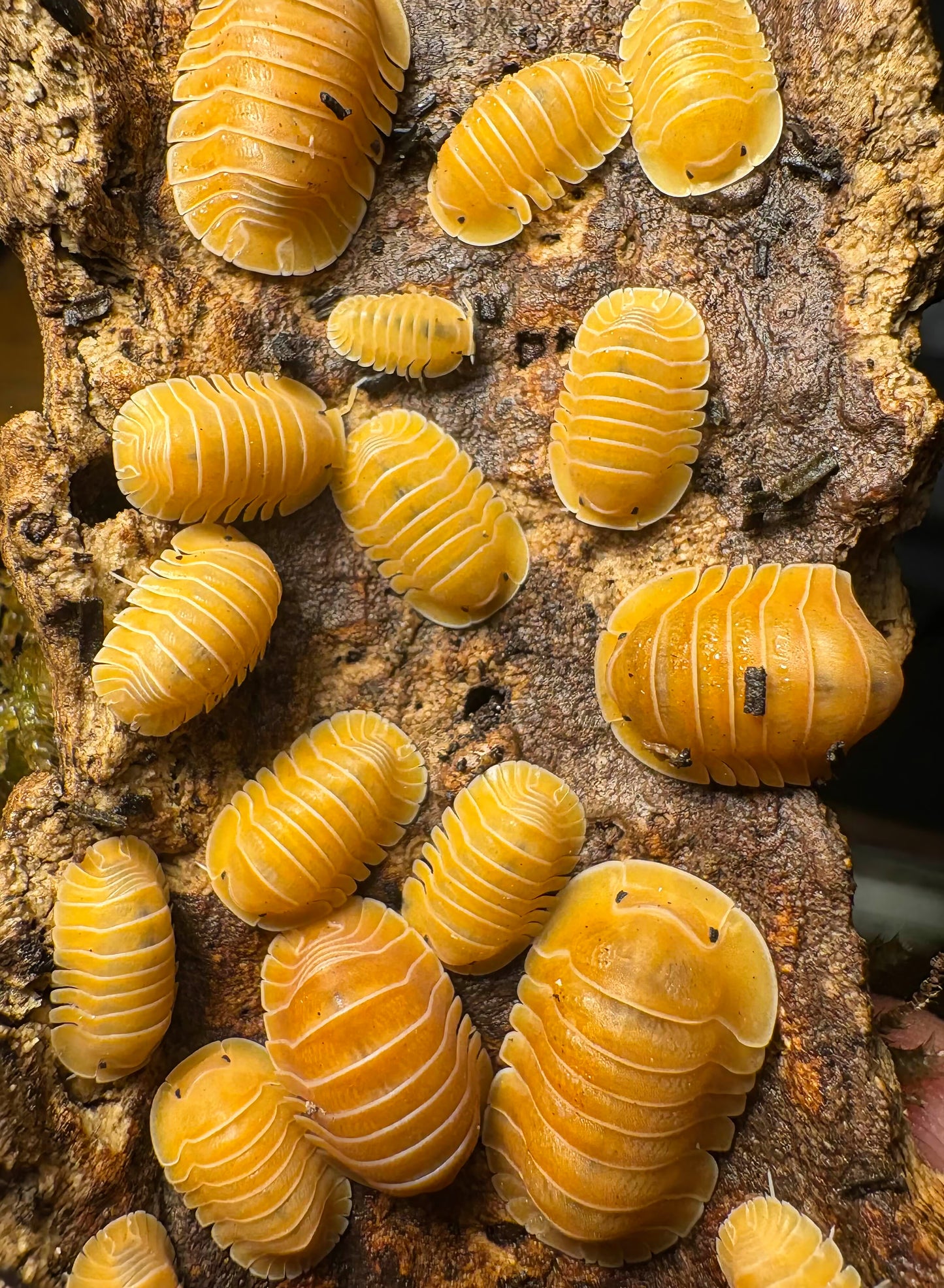 Cubaris sp "Crabby"