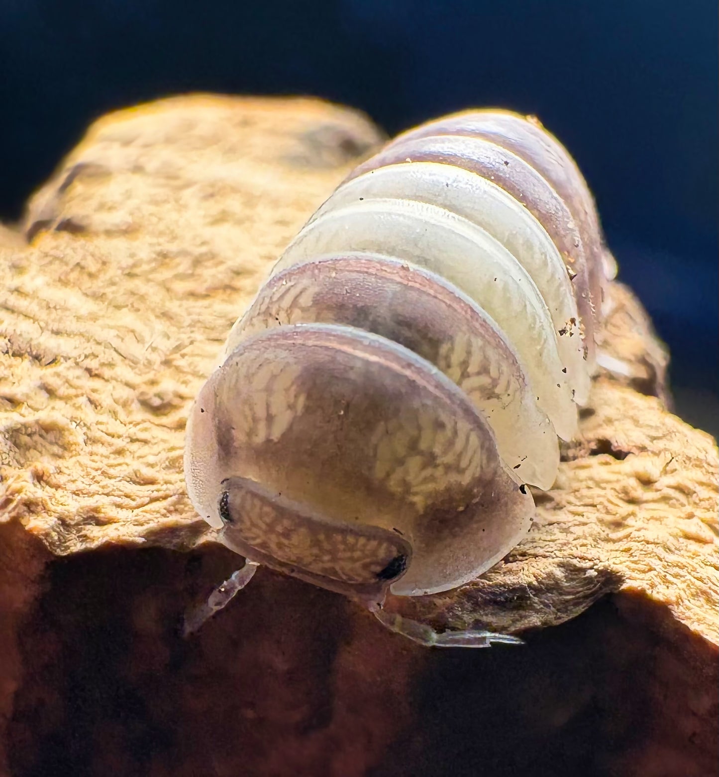 Cubaris sp "Panda King"