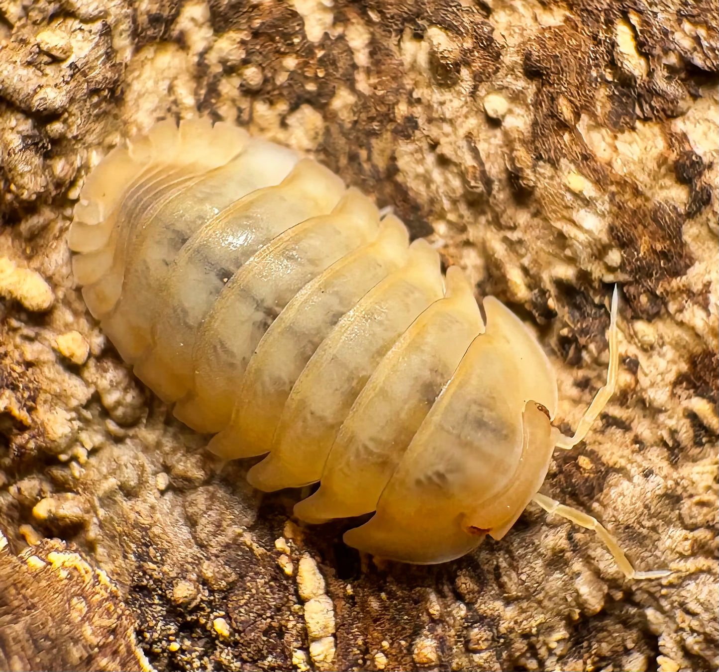 Cubaris sp "Red Edge Peach"