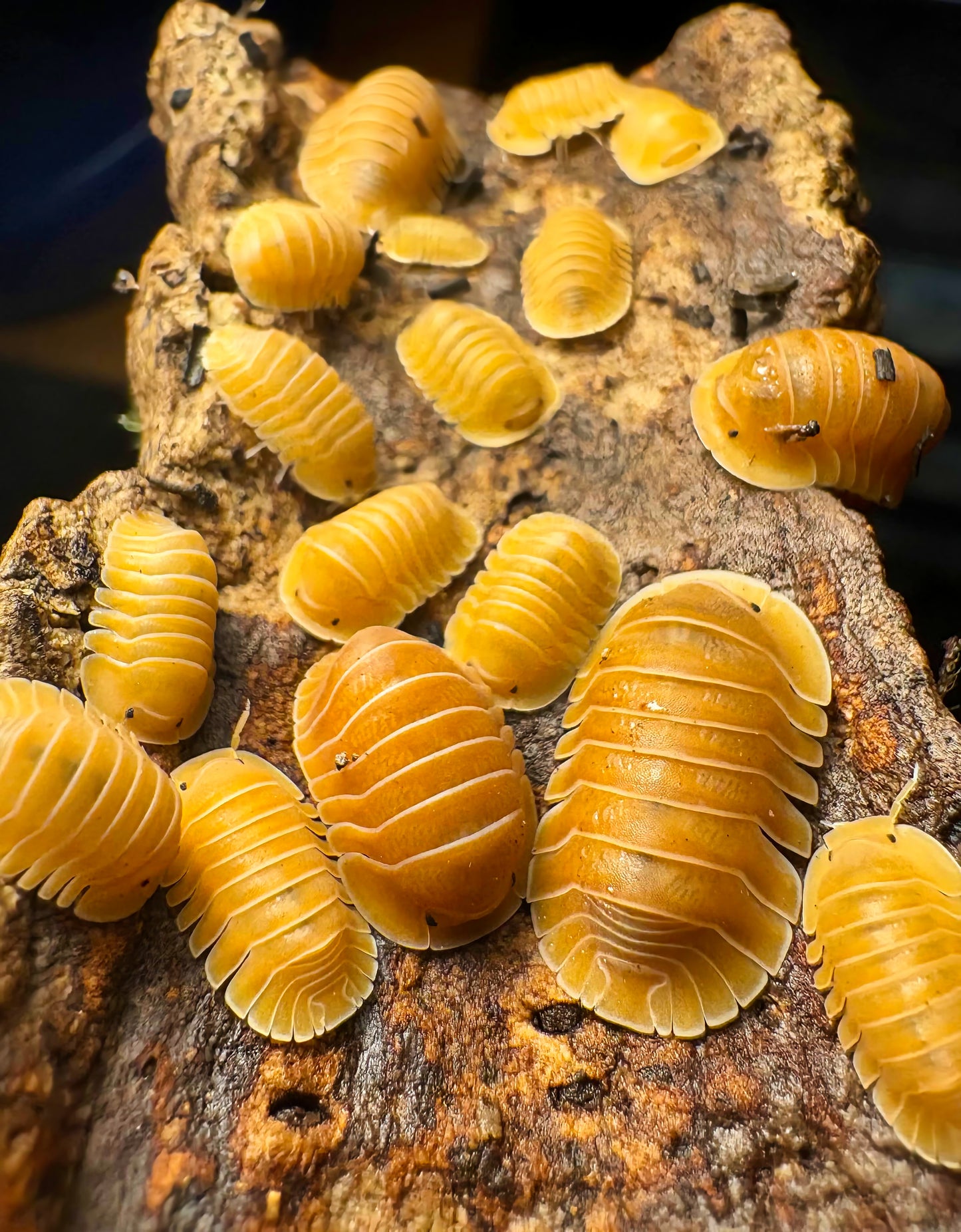 Cubaris sp "Crabby"