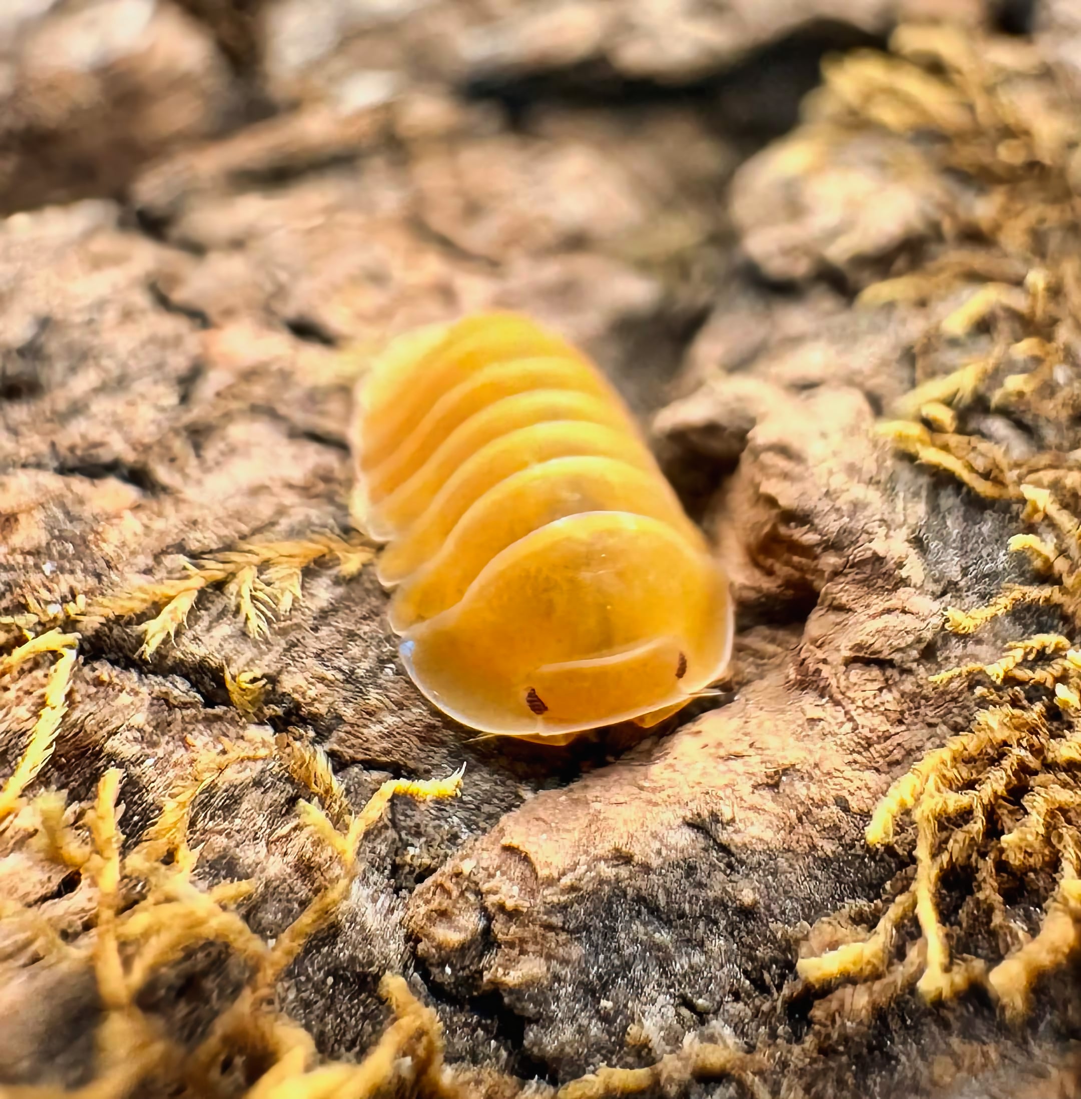 Cubaris sp "Amber Ducky Patternless"