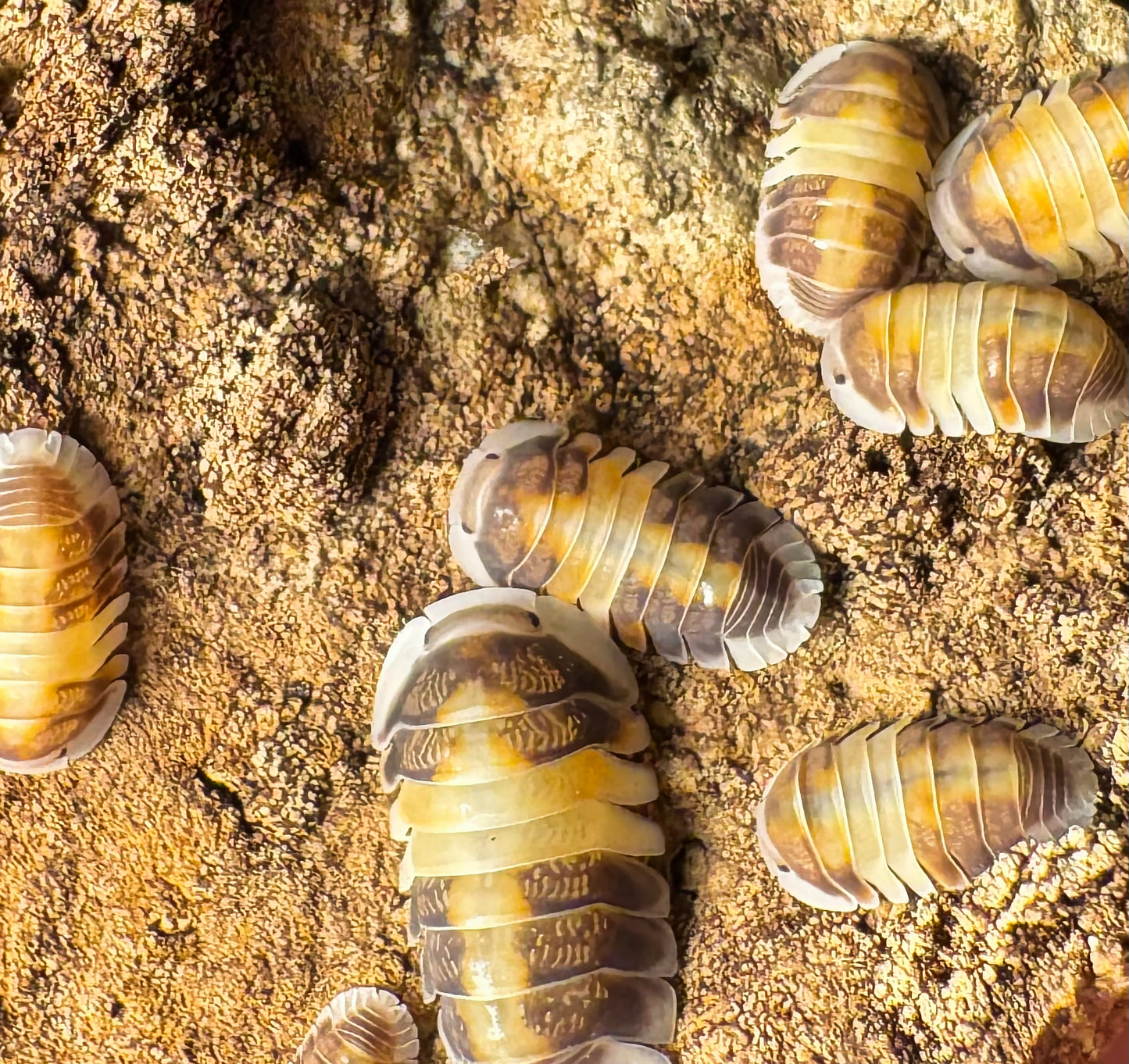 Cubaris sp "Cappuccino"