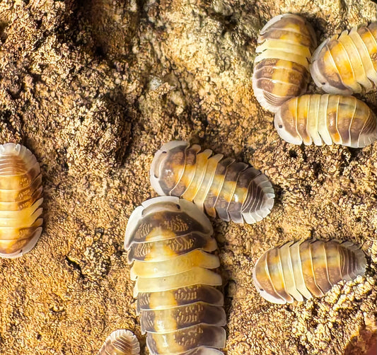 Cubaris sp "Cappuccino"