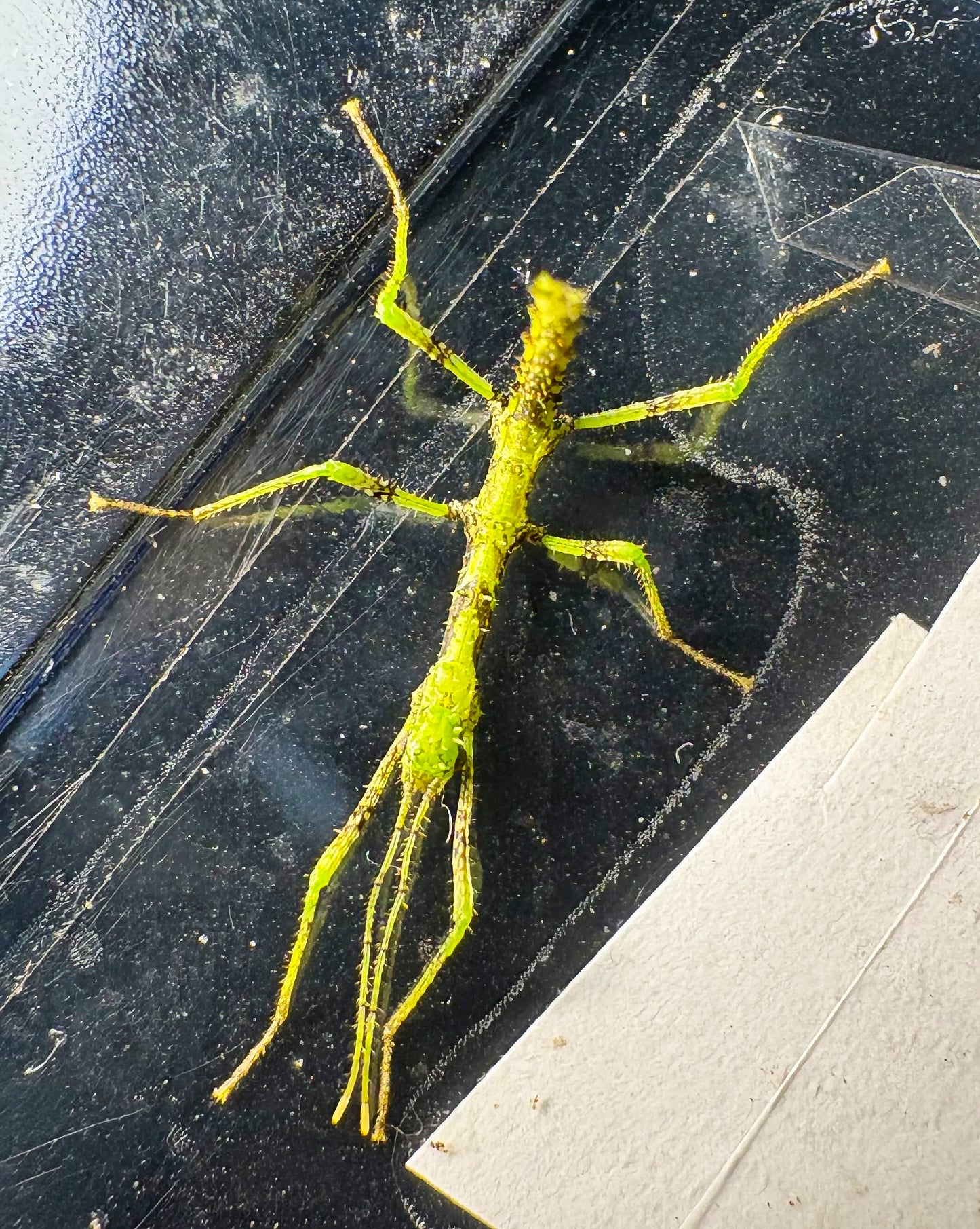 Taraxippus samarae "Siquirres" Nymphs