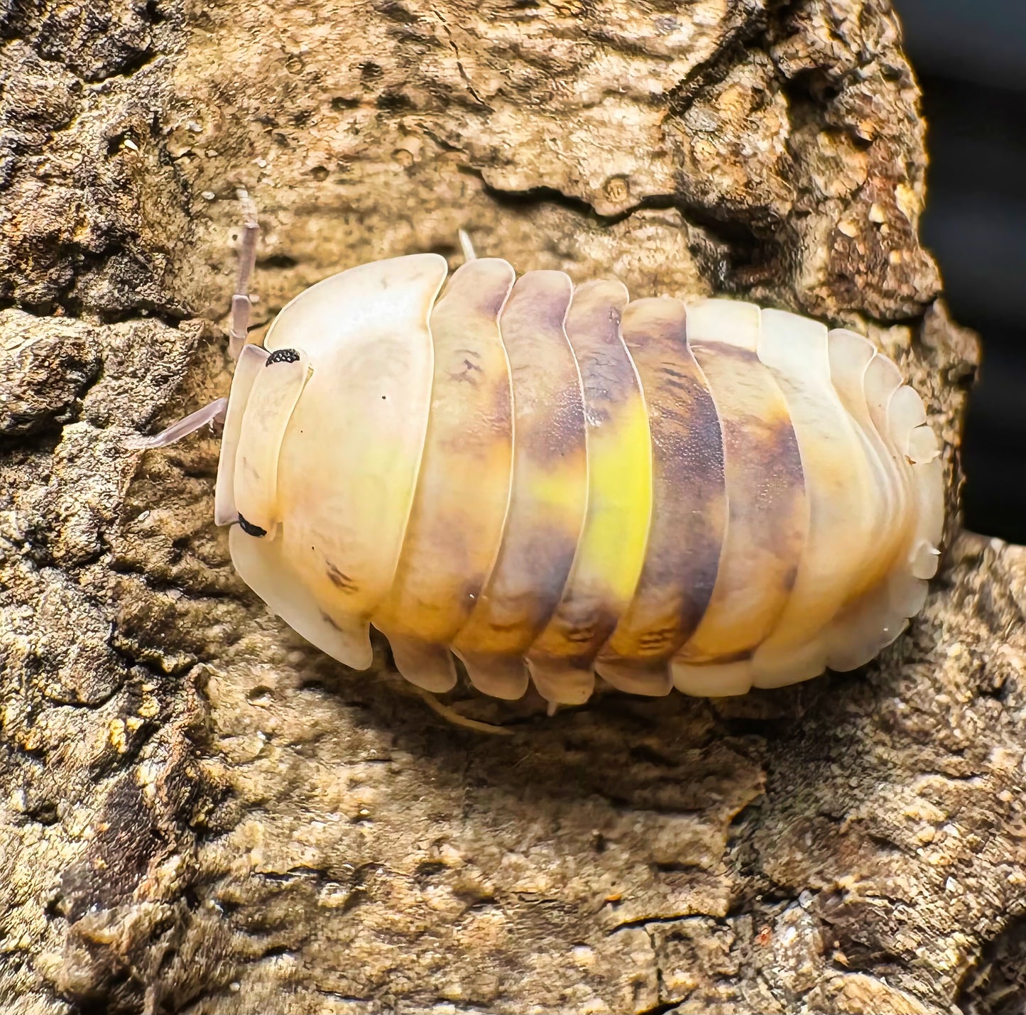 Cubaris sp "Amber Firefly LCF"