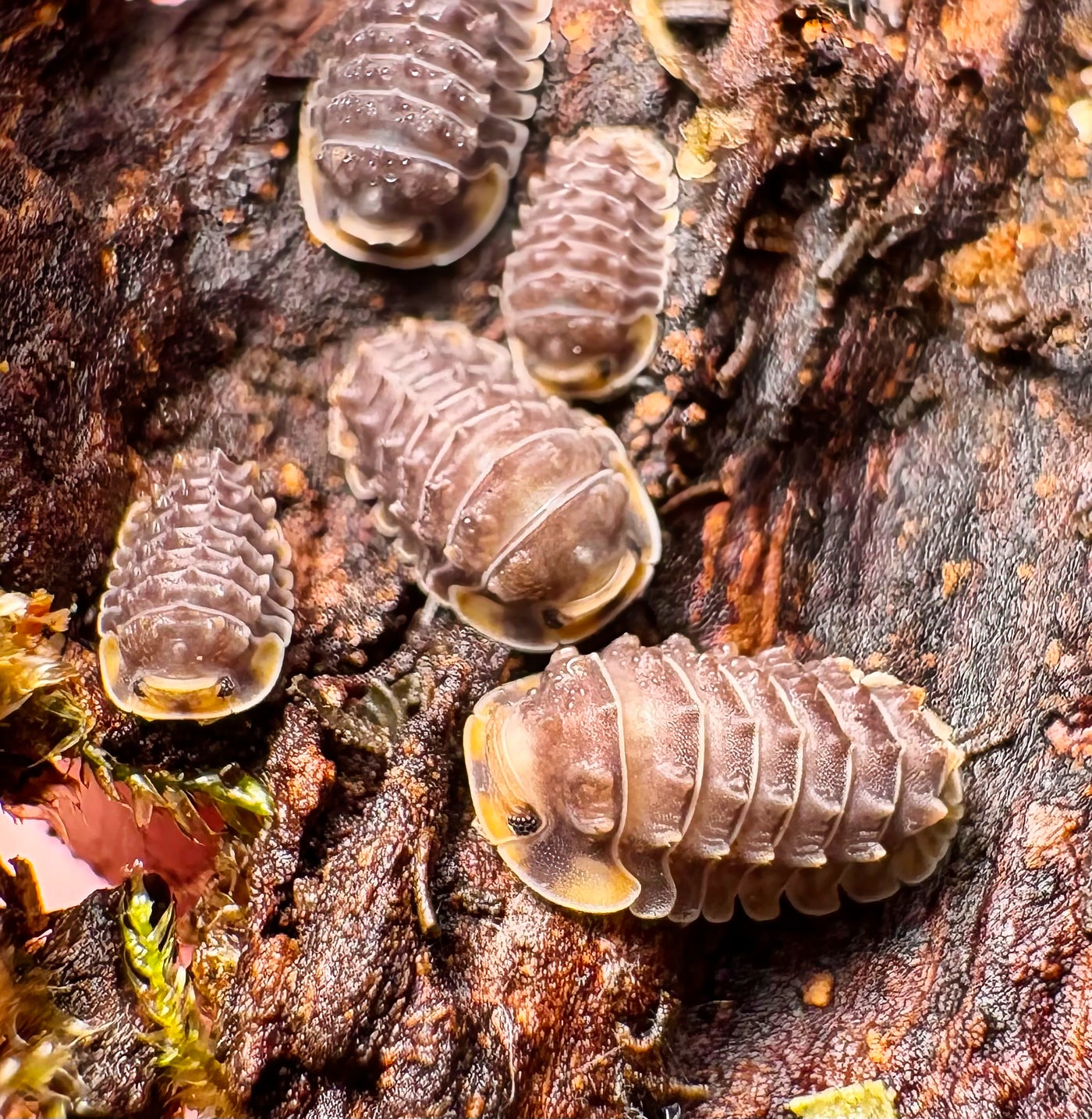 Isopoda sp "Shiny Gator"