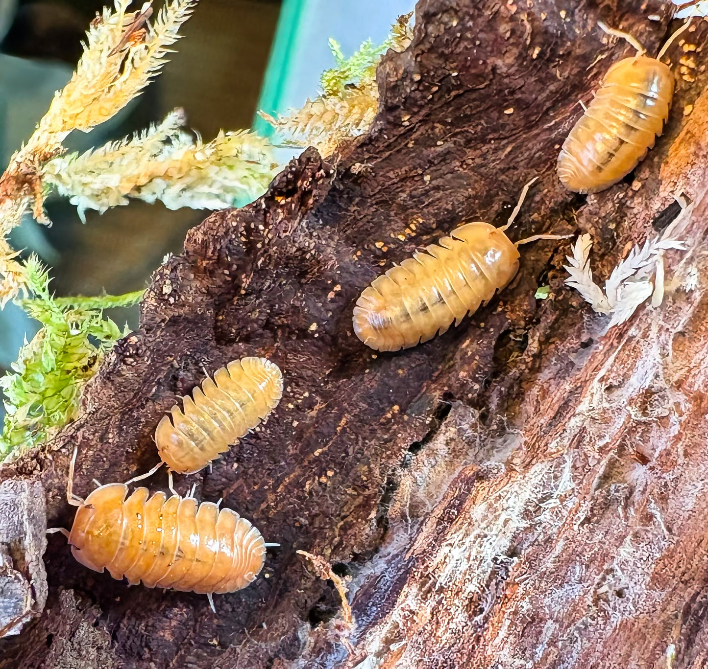 Cubaris sp "Red Edge Peach"