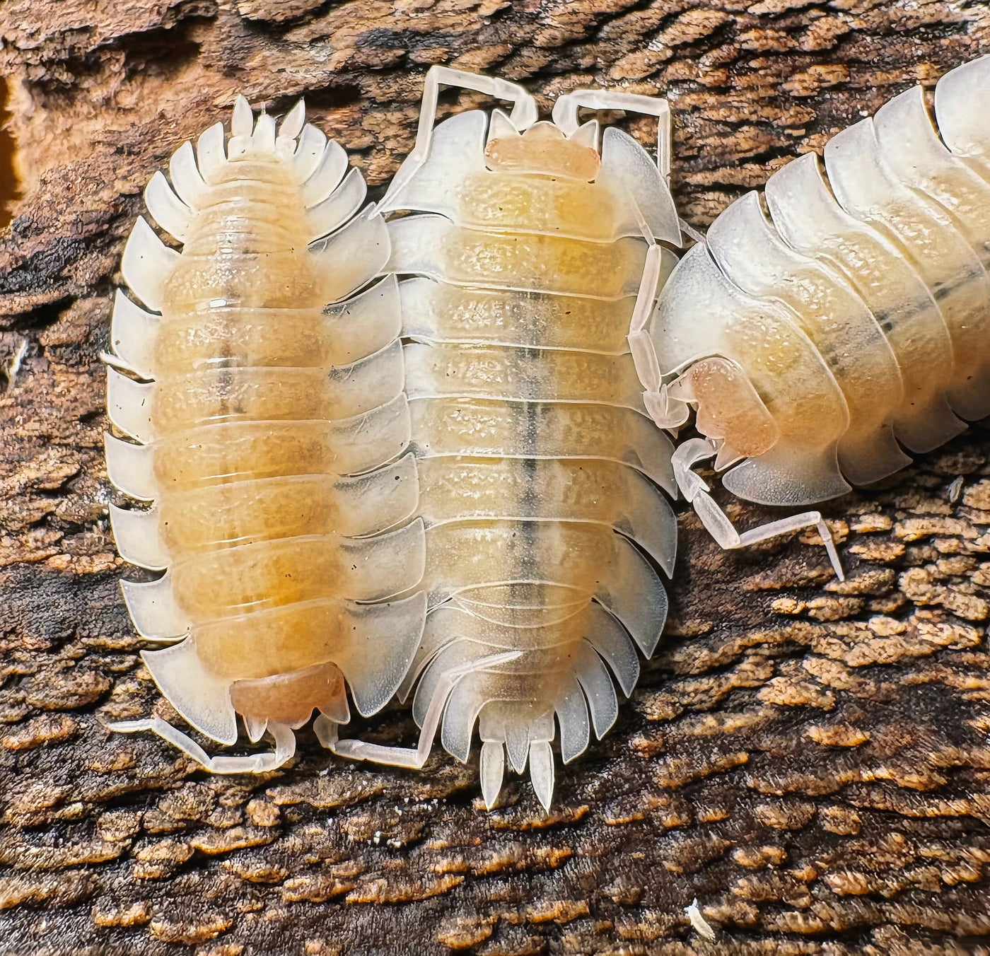 Trachelipus Tribulatus "White"