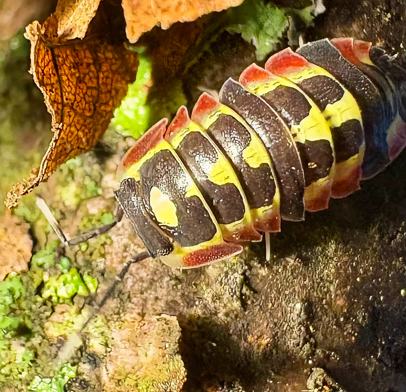 Ardentiella sp "Red Diablo"