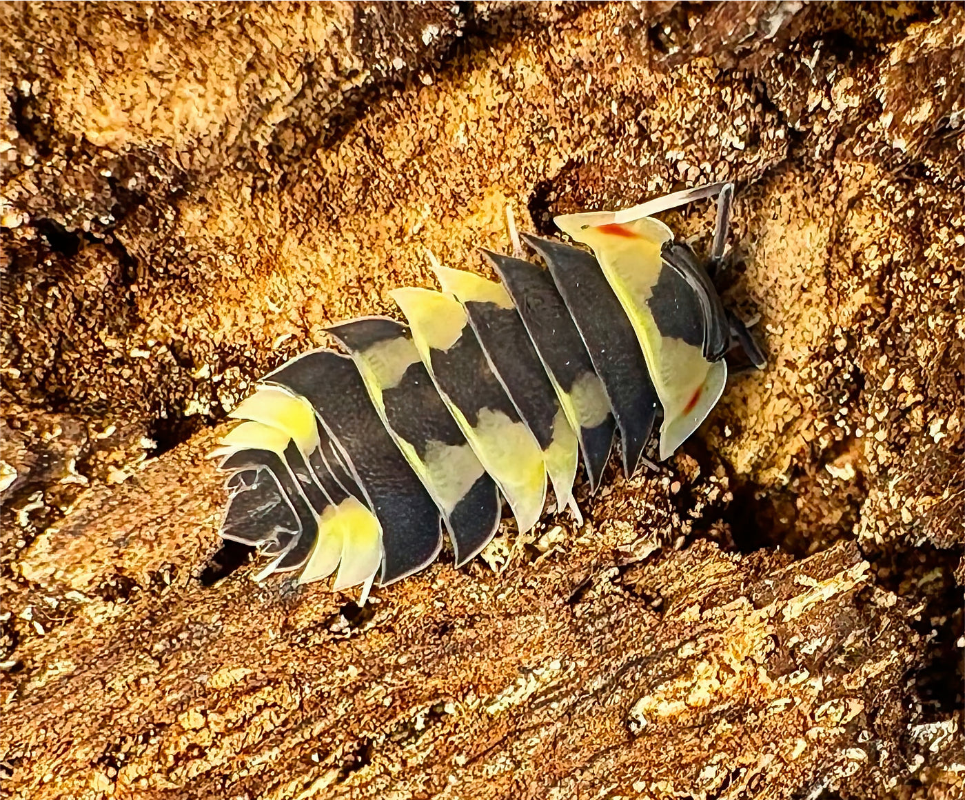 Ardentiella sp "Yellow Pastel"