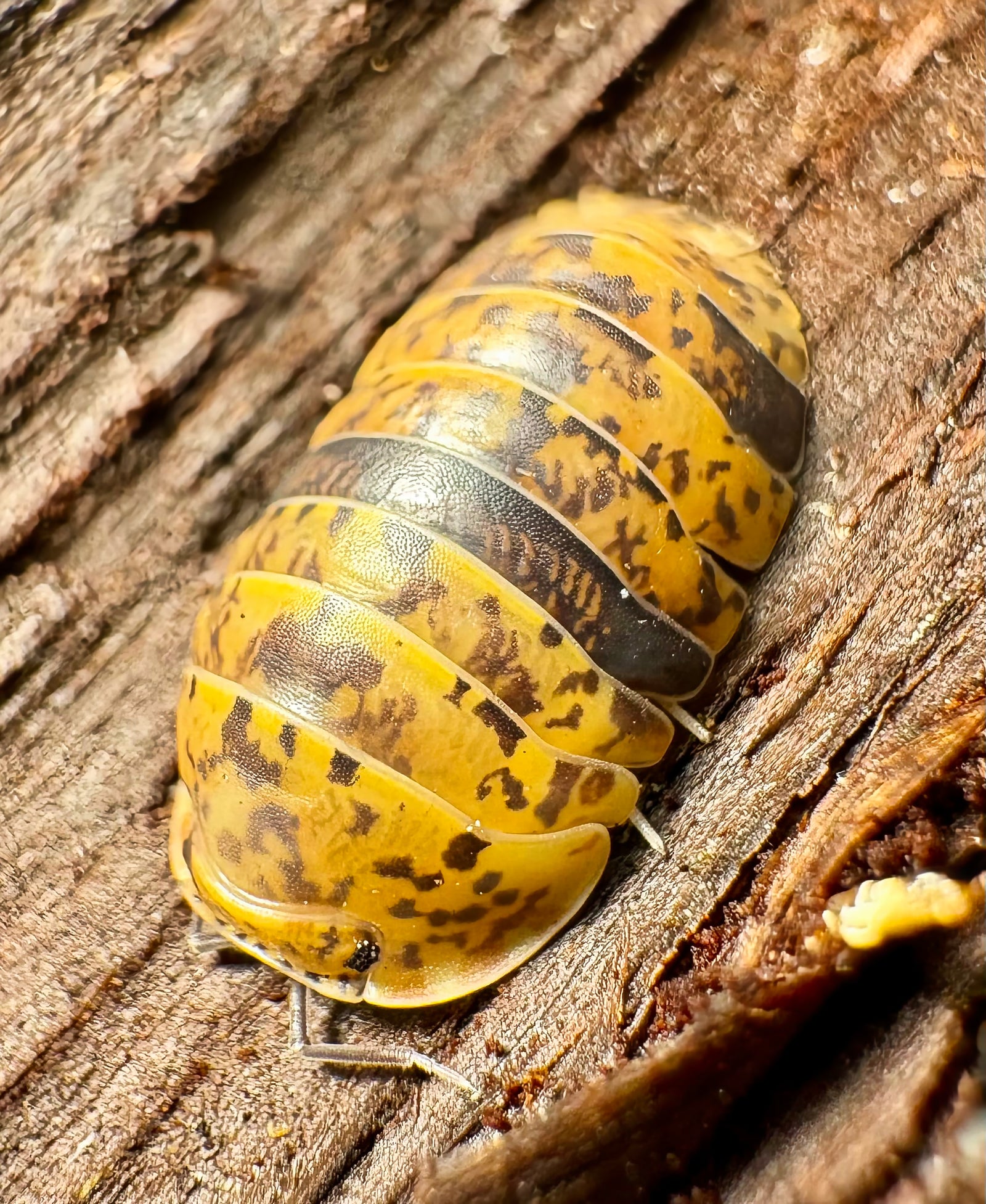 Featured isopod gallery image 2