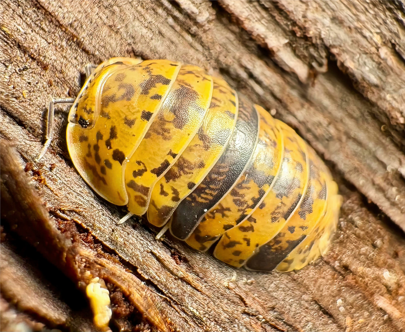 Filipinodillo sp "Bumble Bicolor"
