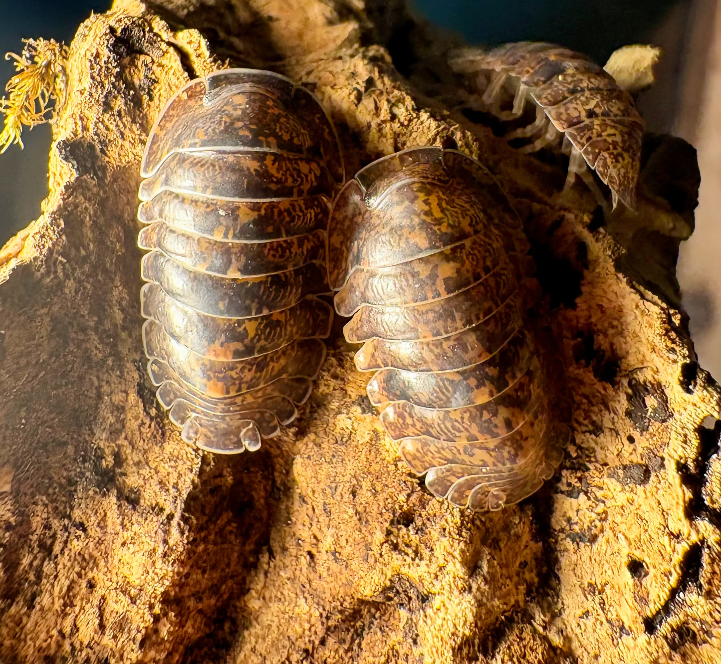 Filipinodillo sp "Giant Banahao"