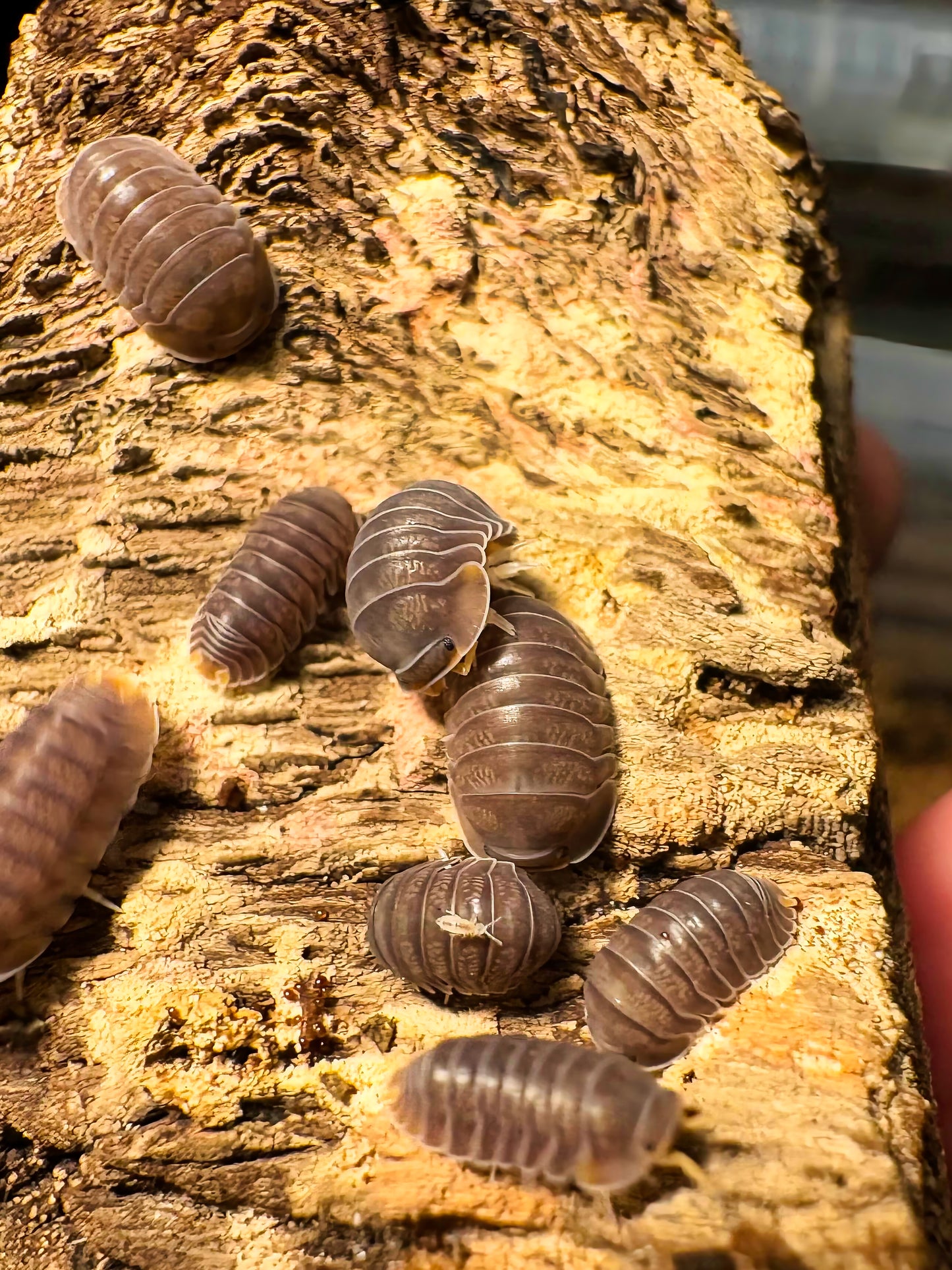 Cubaris sp "Piggy"