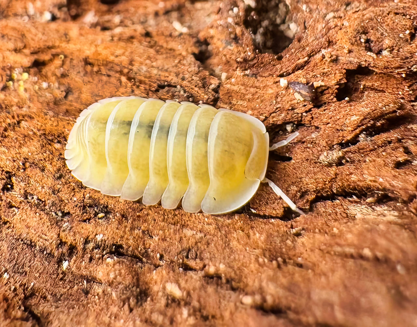 Cubaris sp "Frosty Jupiter"