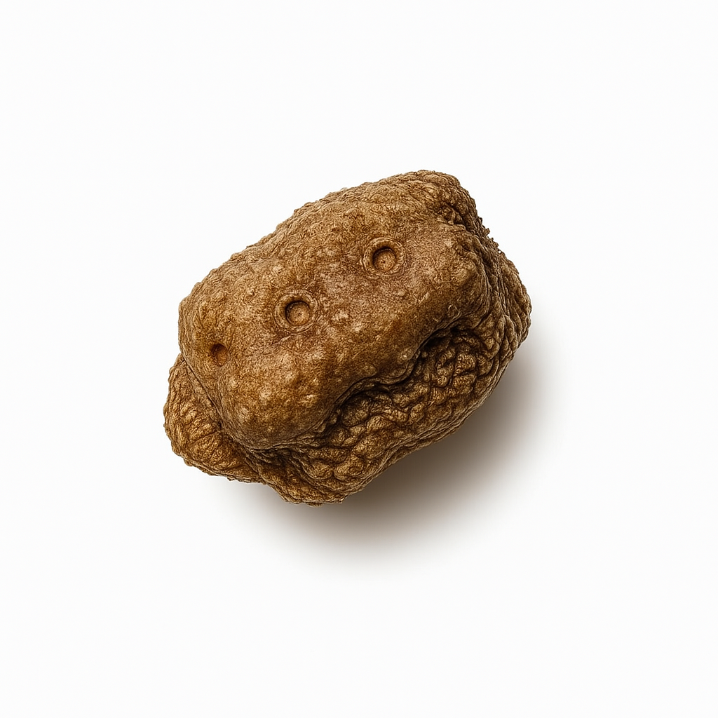 Cryptophyllium limogesi "Thac Krong Kmar" Eggs