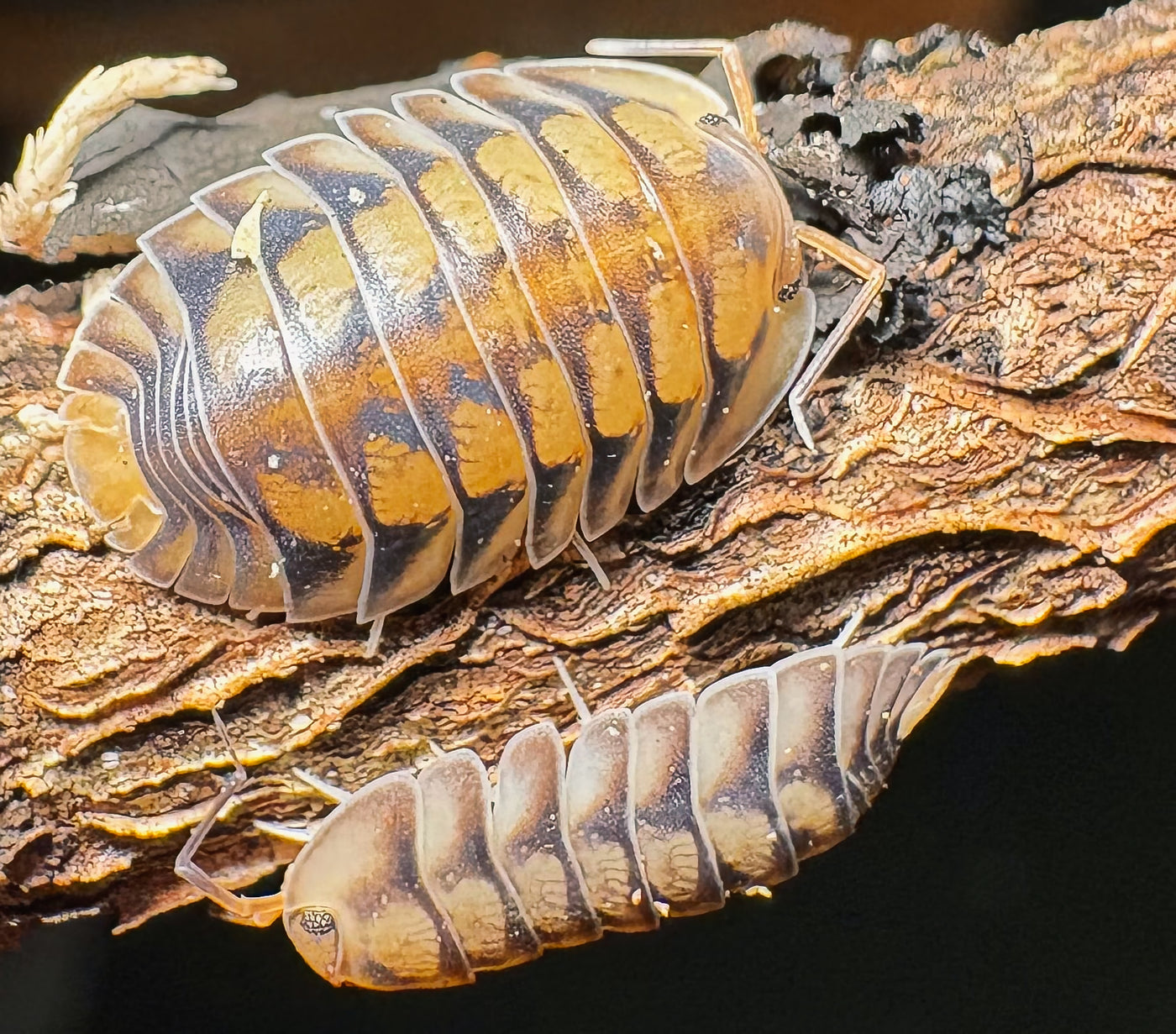 Cubaris sp "Lansaka Tiger"