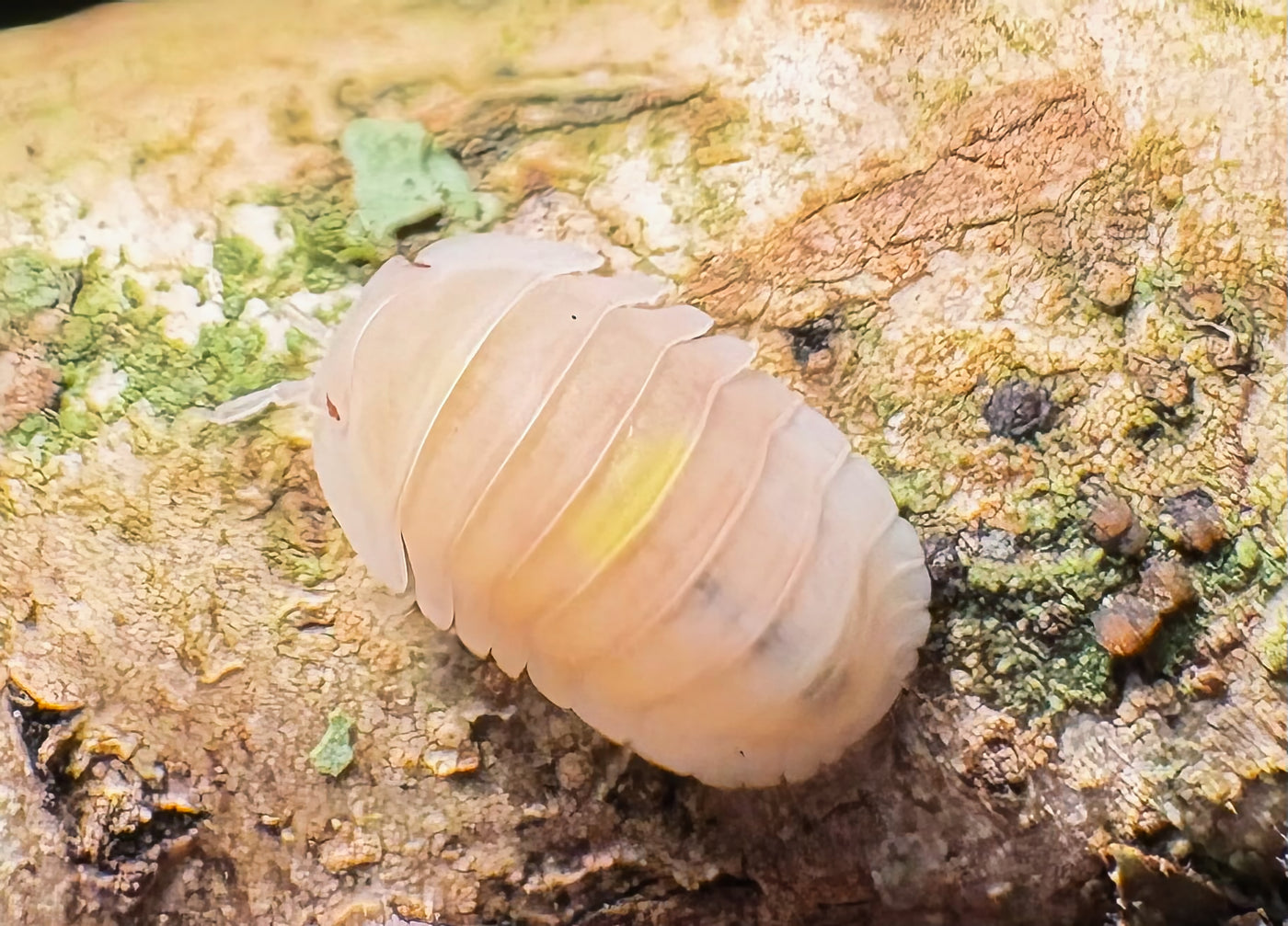 Cubaris sp "Amber Firefly Pink"
