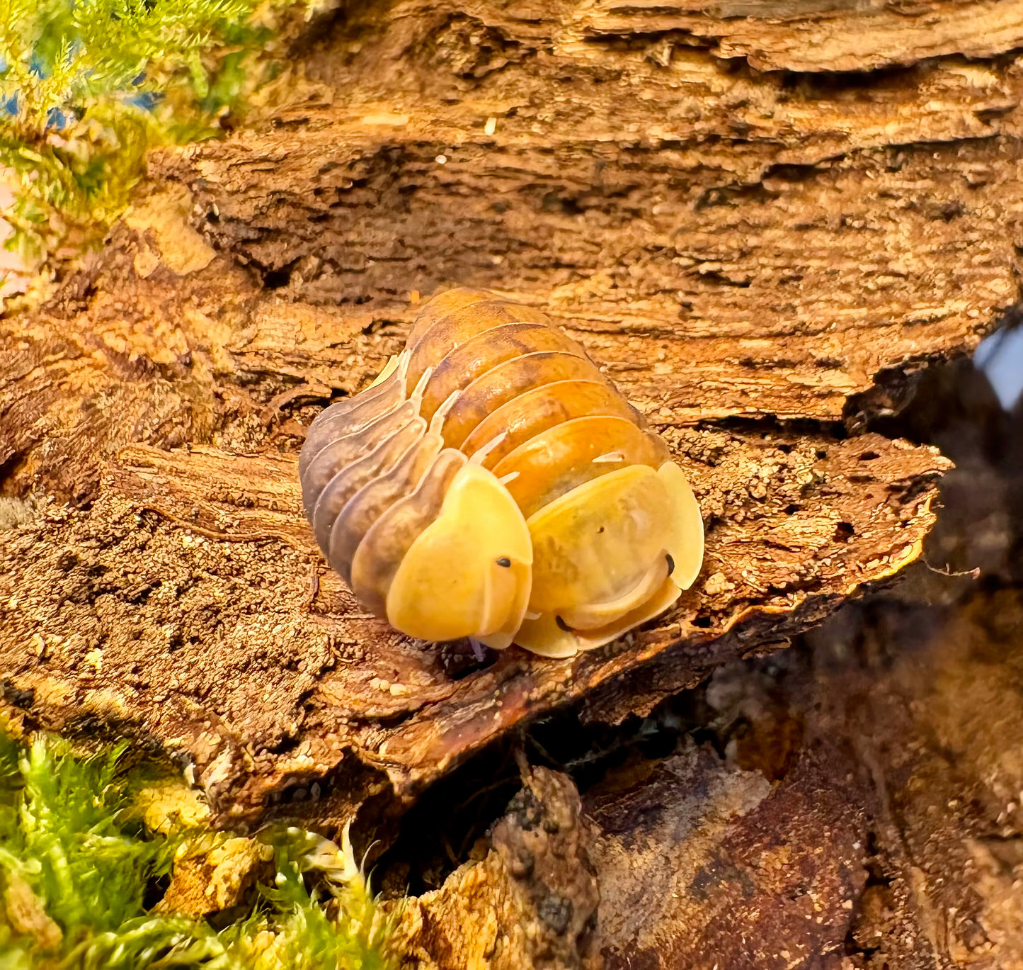 Cubaris sp "Rubber Ducky"