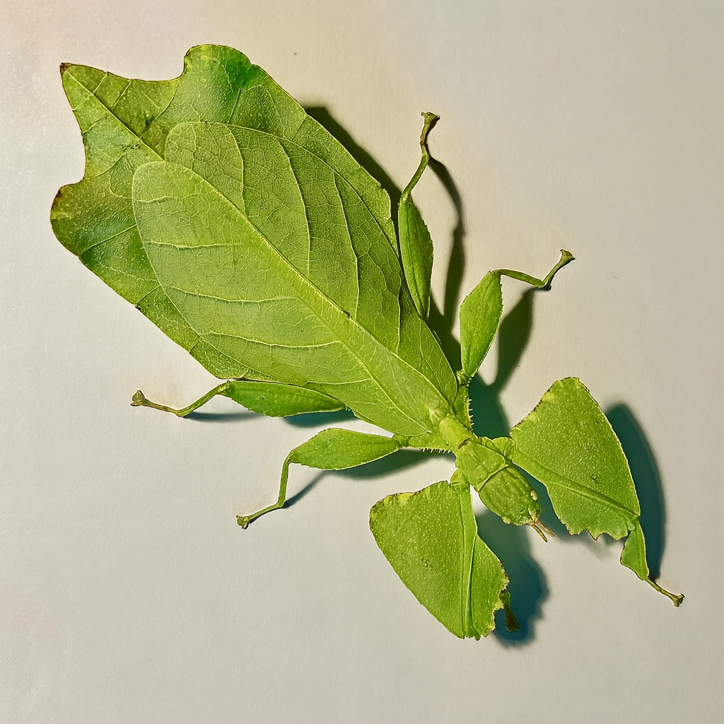Cryptophyllium limogesi "Thac Krong Kmar" Eggs