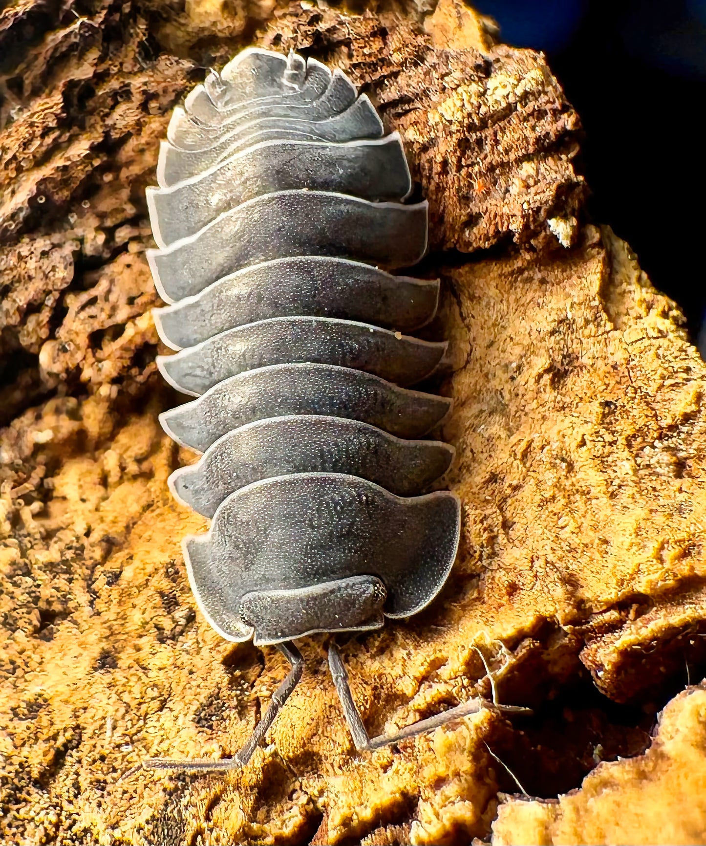 Ardentiella sp "Black Hole"