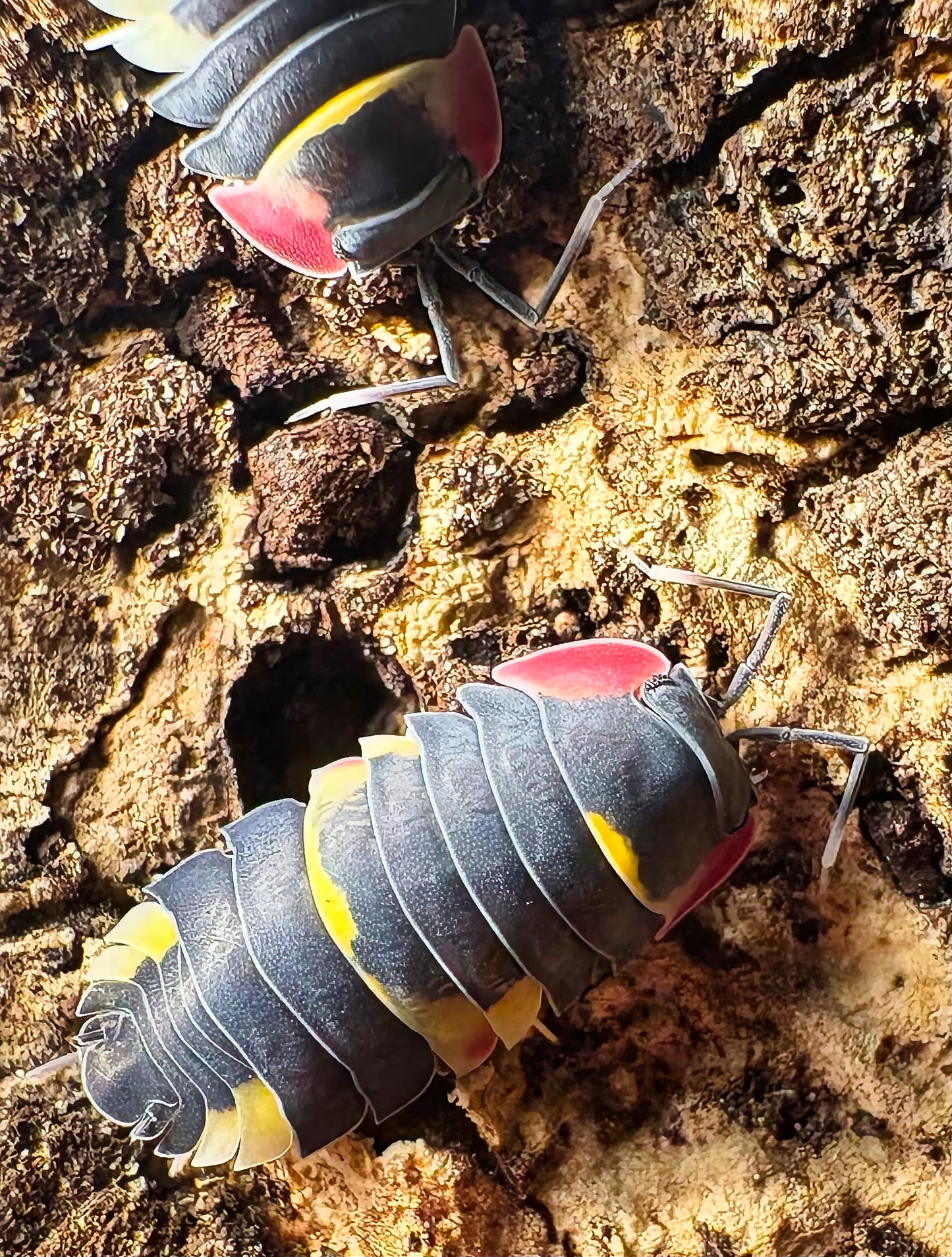 Ardentiella sp "Quadcolor"