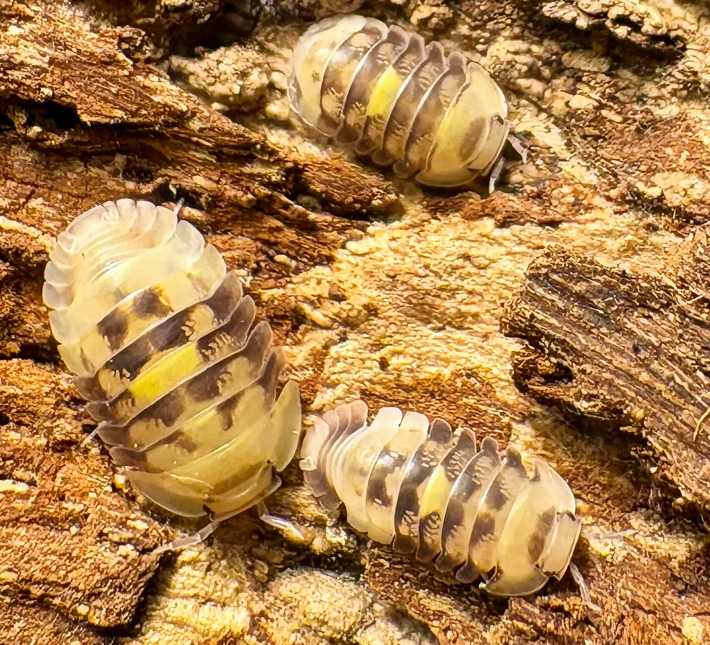 Cubaris sp "Amber Firefly LCF"