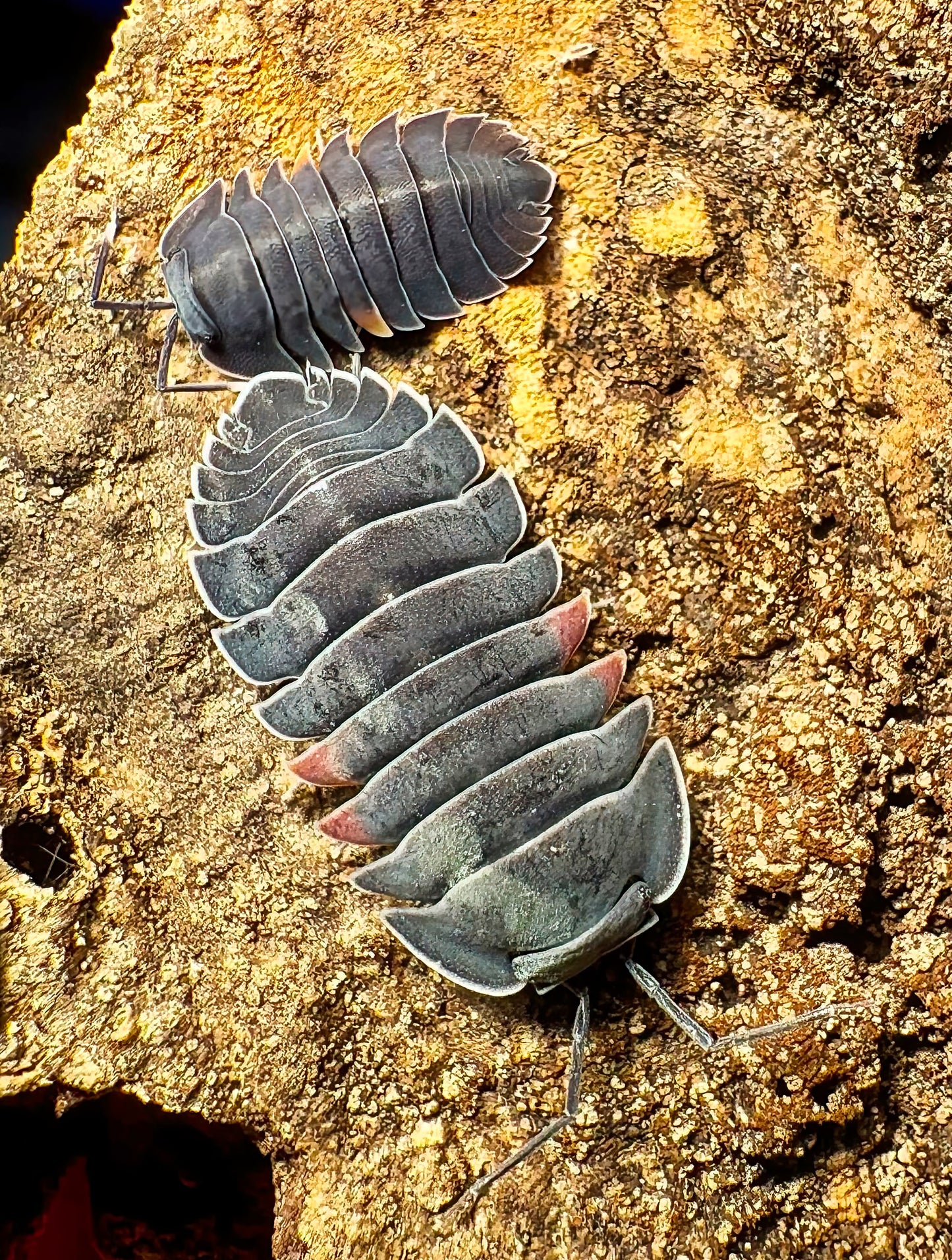 Ardentiella sp "Lava"