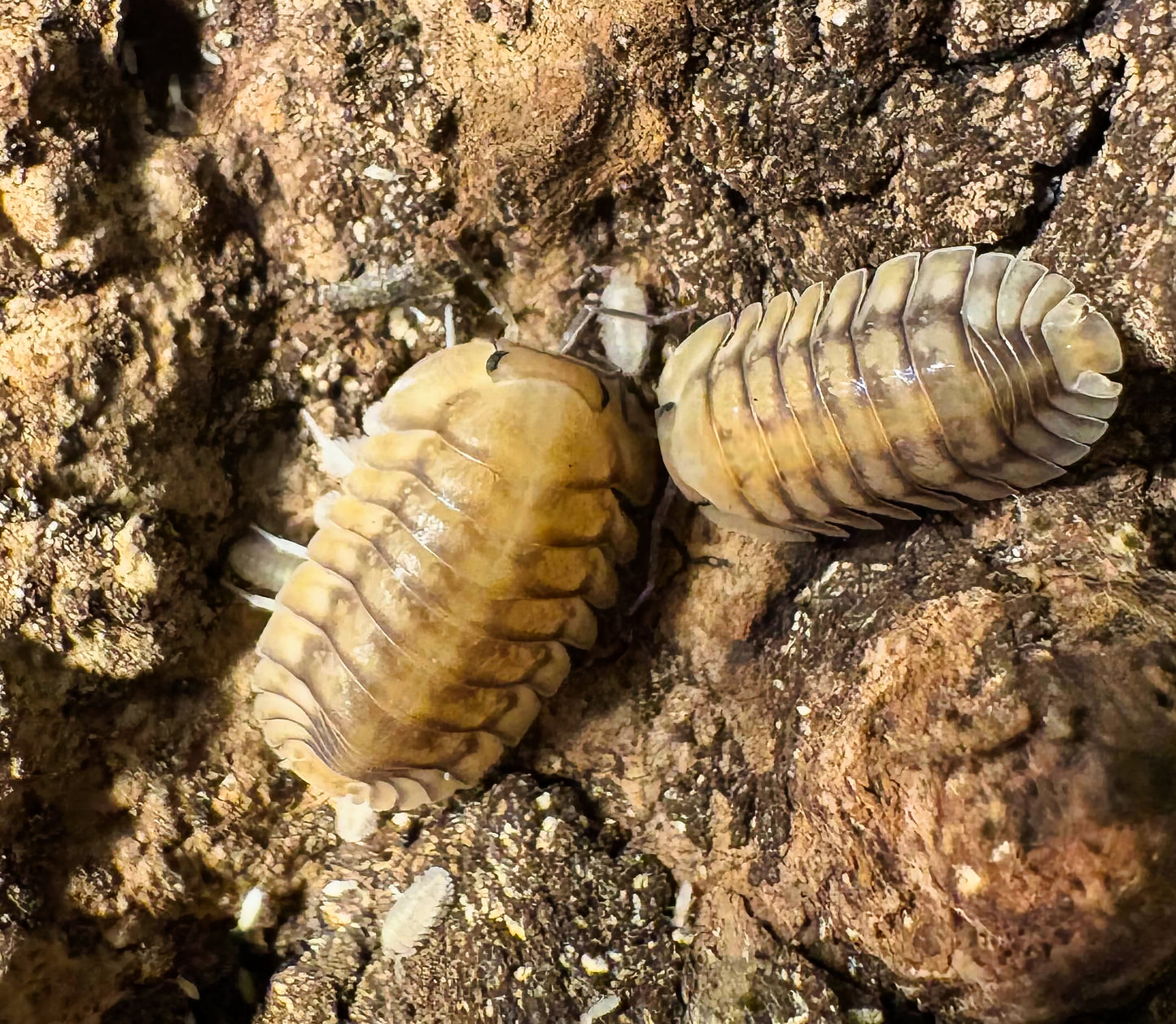 Cubaris sp "Yellow Tiger"