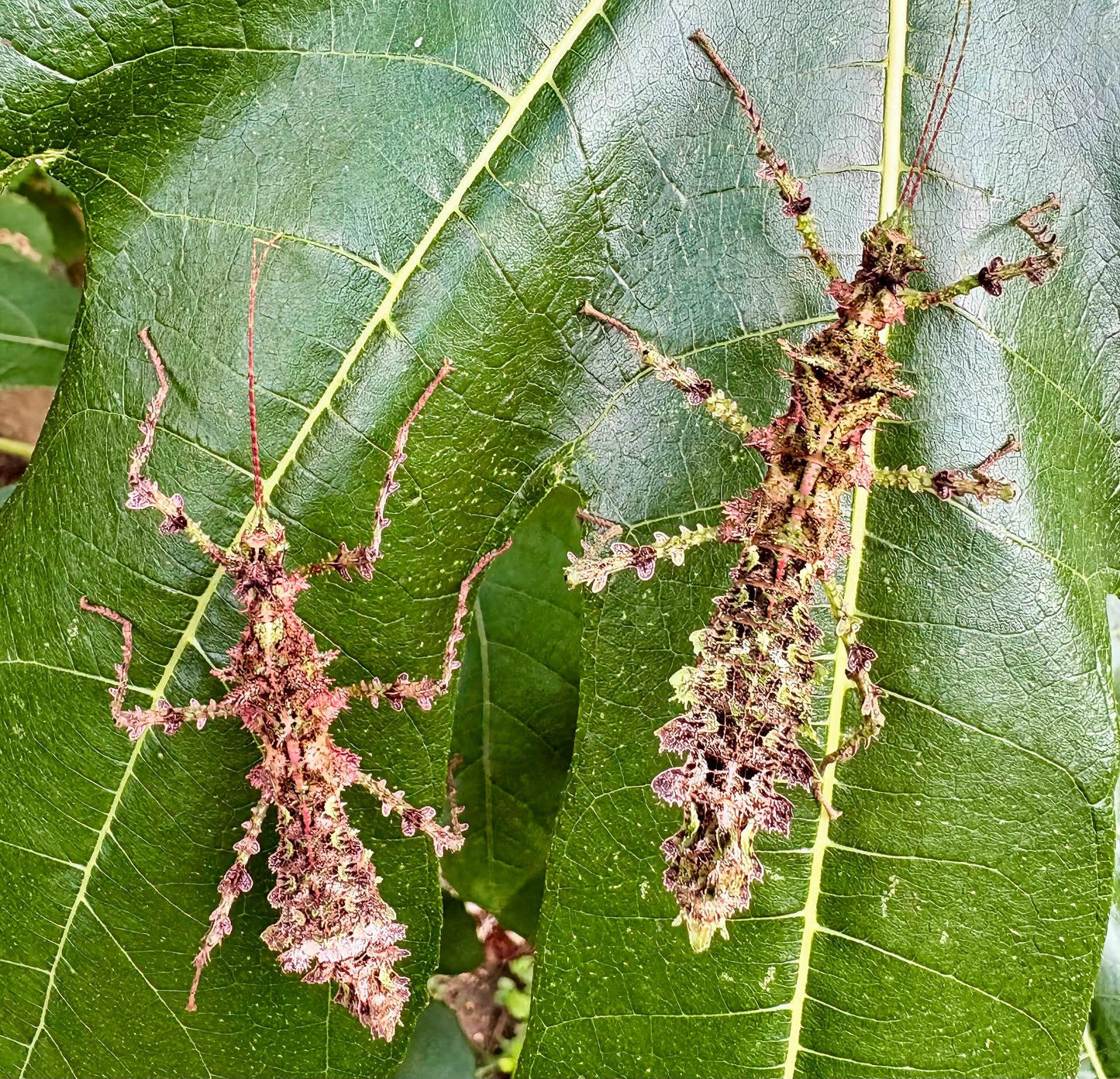 Taraxippus samarae "Siquirres" Nymphs