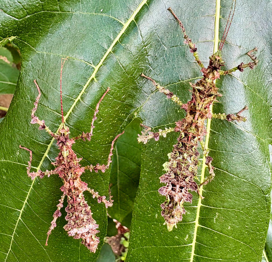 Taraxippus samarae "Siquirres" Nymphs