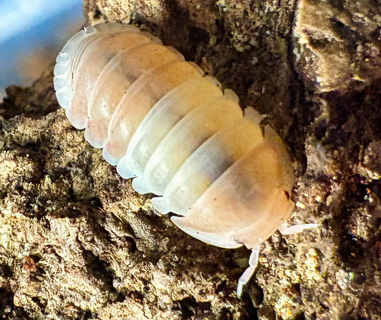Cubaris sp "Pink Panda King"