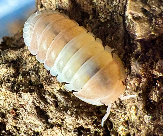 Cubaris sp "Pink Panda King"