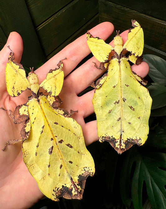 Pulchriphyllium giganteum "Tapah Hills" Nymphs