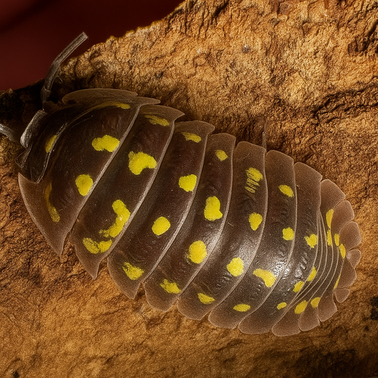 Armadillidium Gestroi (Yellow Spotted Isopod)